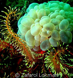 Coral  by Zafarol Lokman 